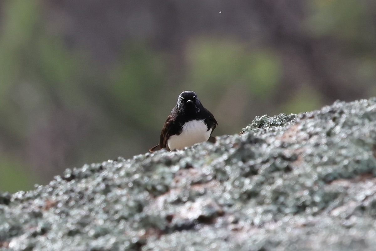 Чёрно-белая веерохвостка - ML647001115