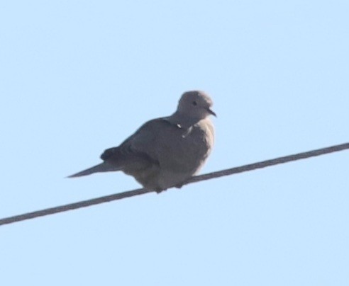 Eurasian Collared-Dove - ML647001121
