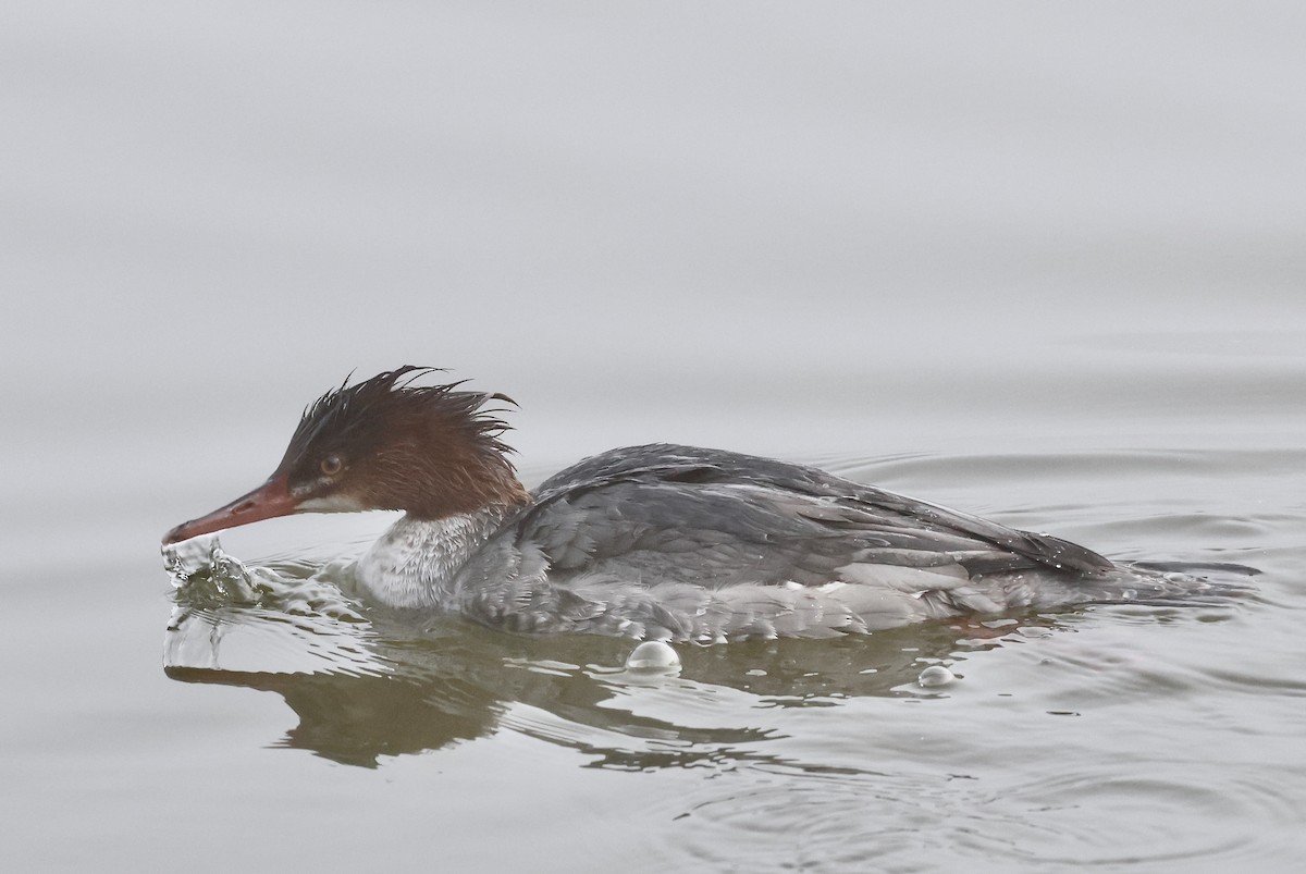 川秋沙 - ML647001124