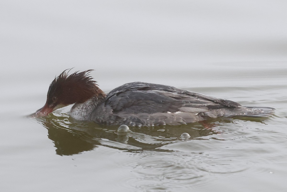 川秋沙 - ML647001125