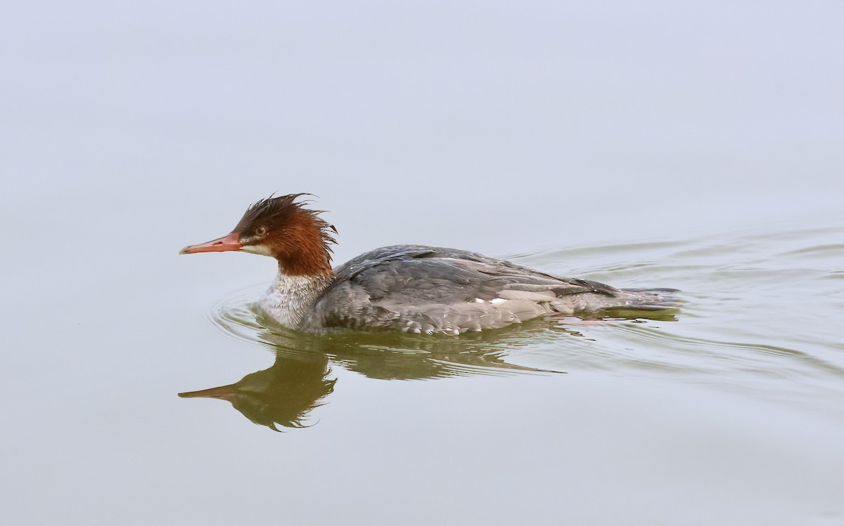 川秋沙 - ML647001126