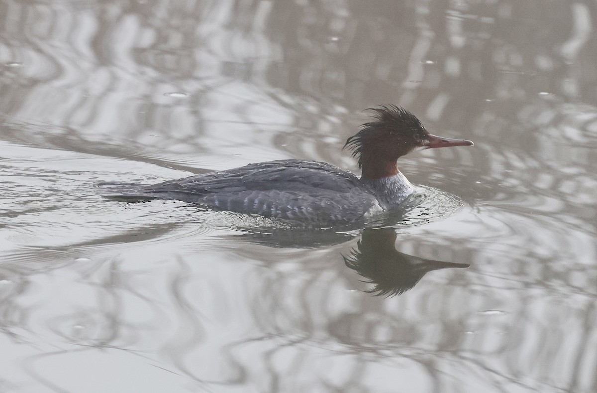 川秋沙 - ML647001127