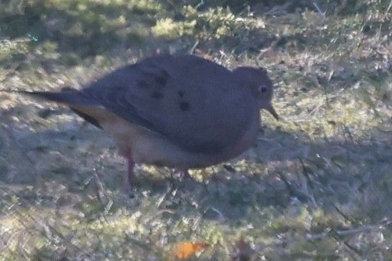 Zenaida Huilota - ML647001131