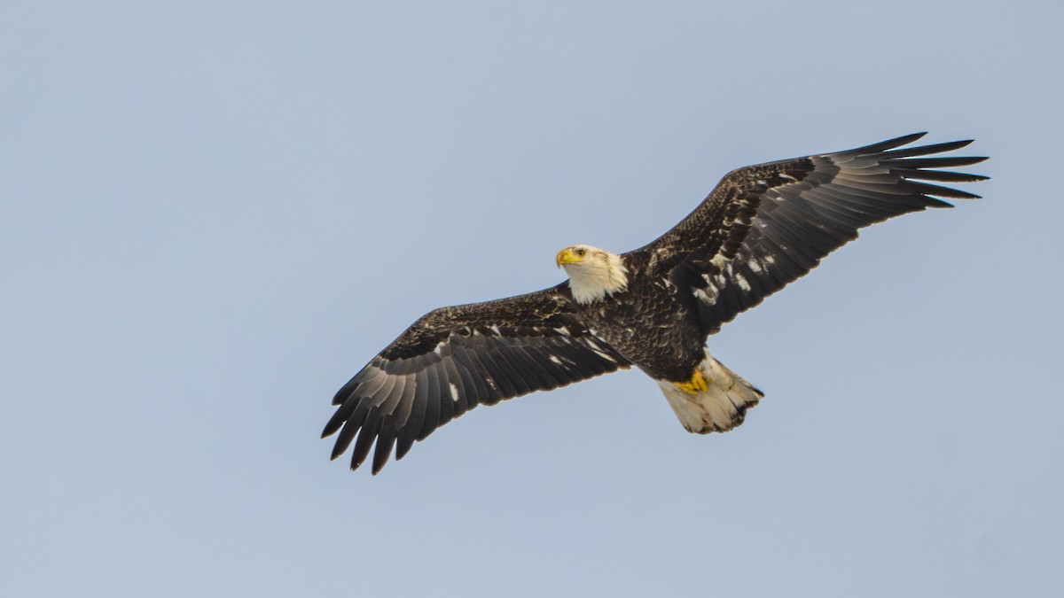 Pigargo Americano - ML647001139