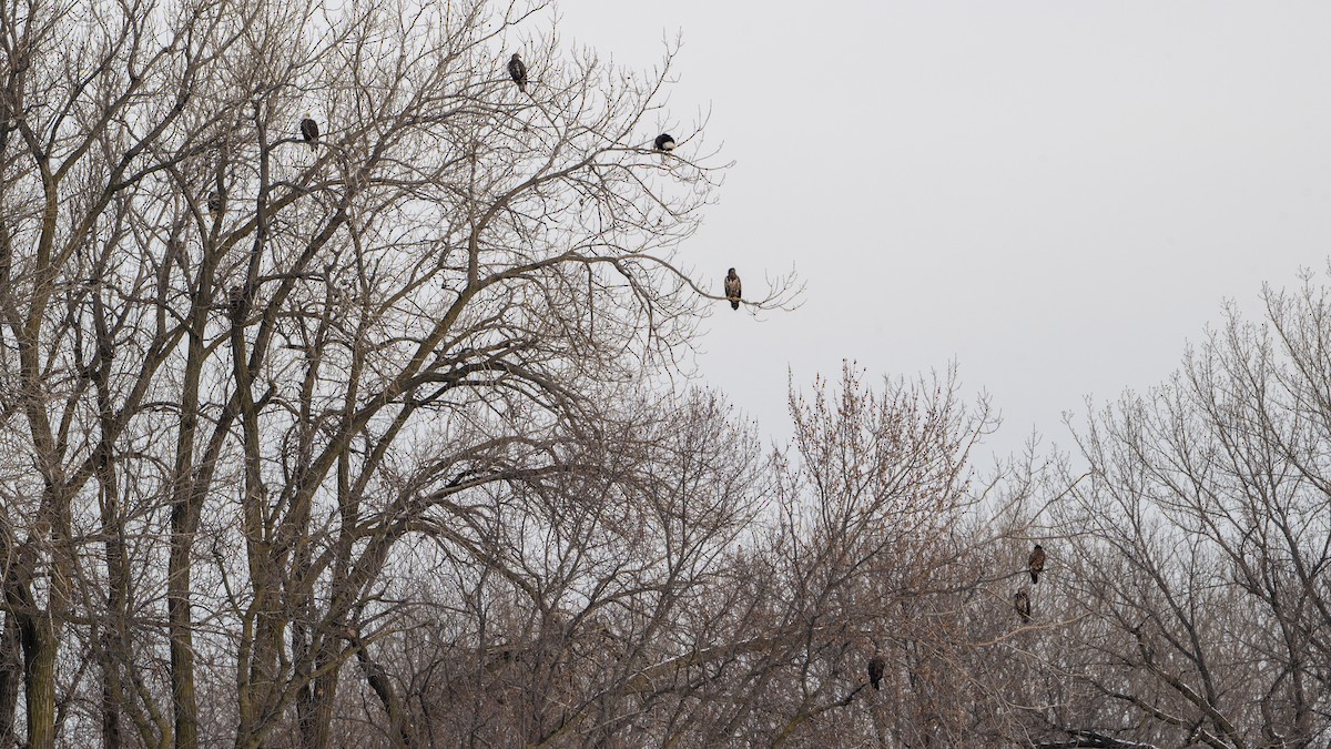 Pigargo Americano - ML647001140