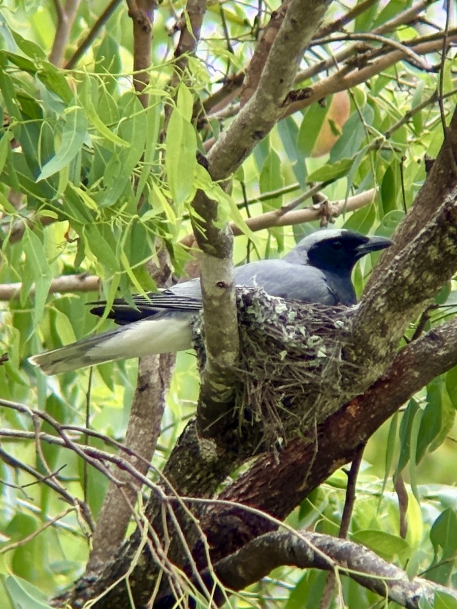 Black-faced Cuckooshrike - ML647001141