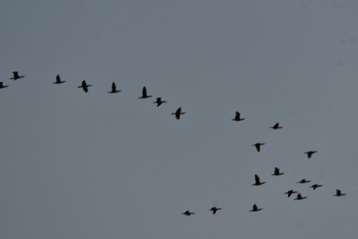 ミミヒメウ - ML647001142