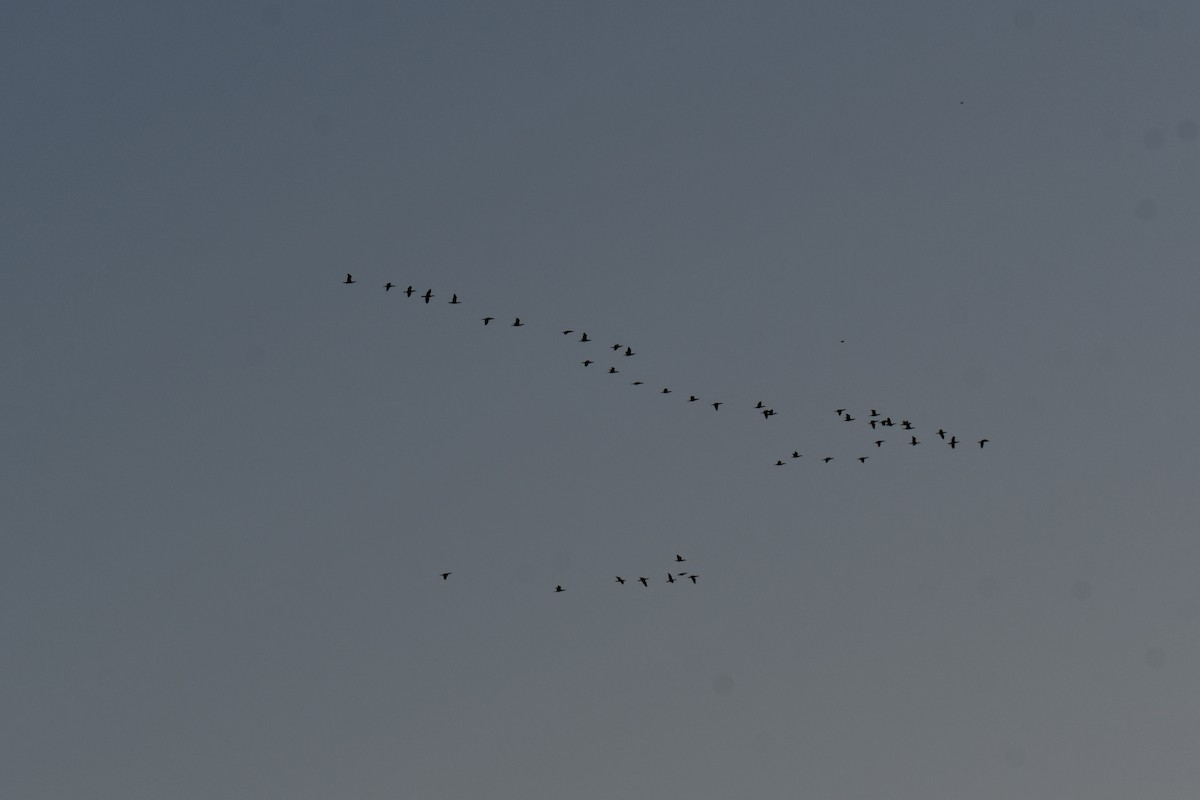 ミミヒメウ - ML647001143