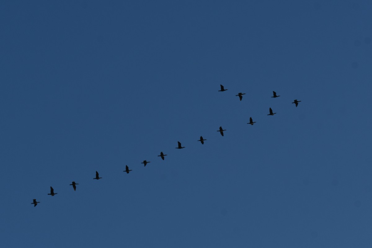 ミミヒメウ - ML647001145