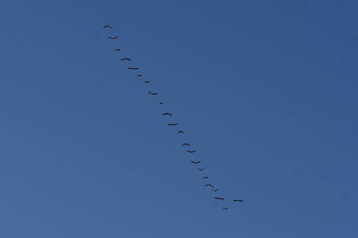 ミミヒメウ - ML647001146