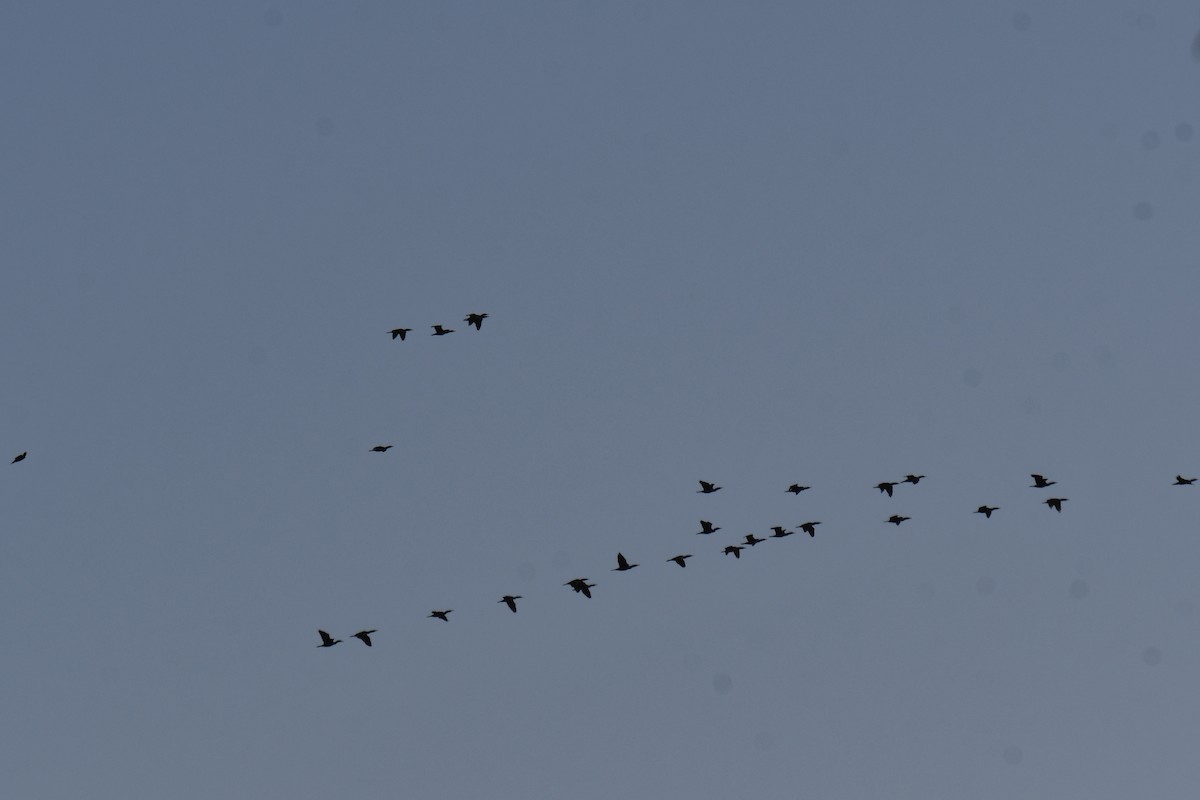 ミミヒメウ - ML647001147