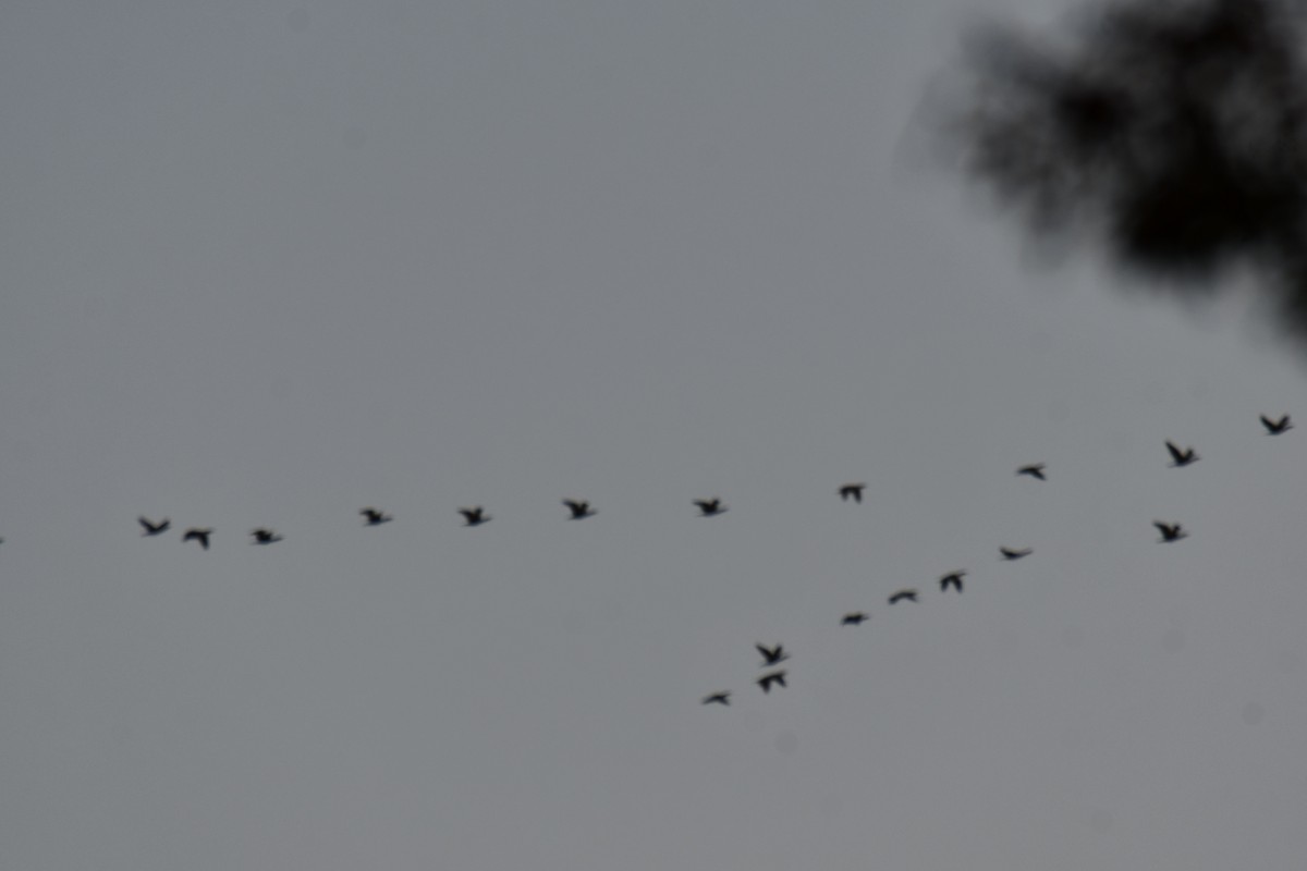 ミミヒメウ - ML647001149