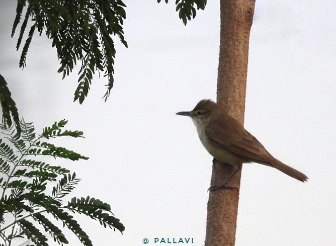 Очеретянка південна - ML647001154