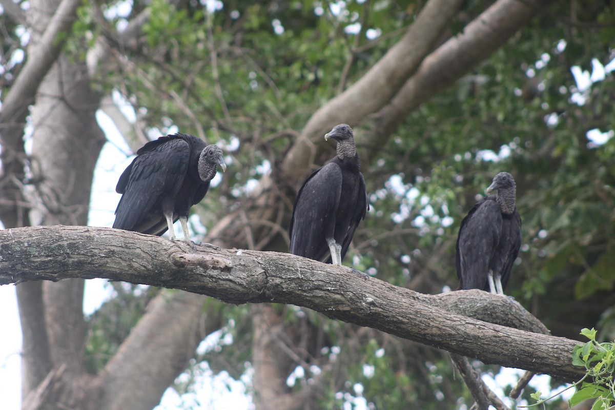 Чёрная катарта - ML647001155