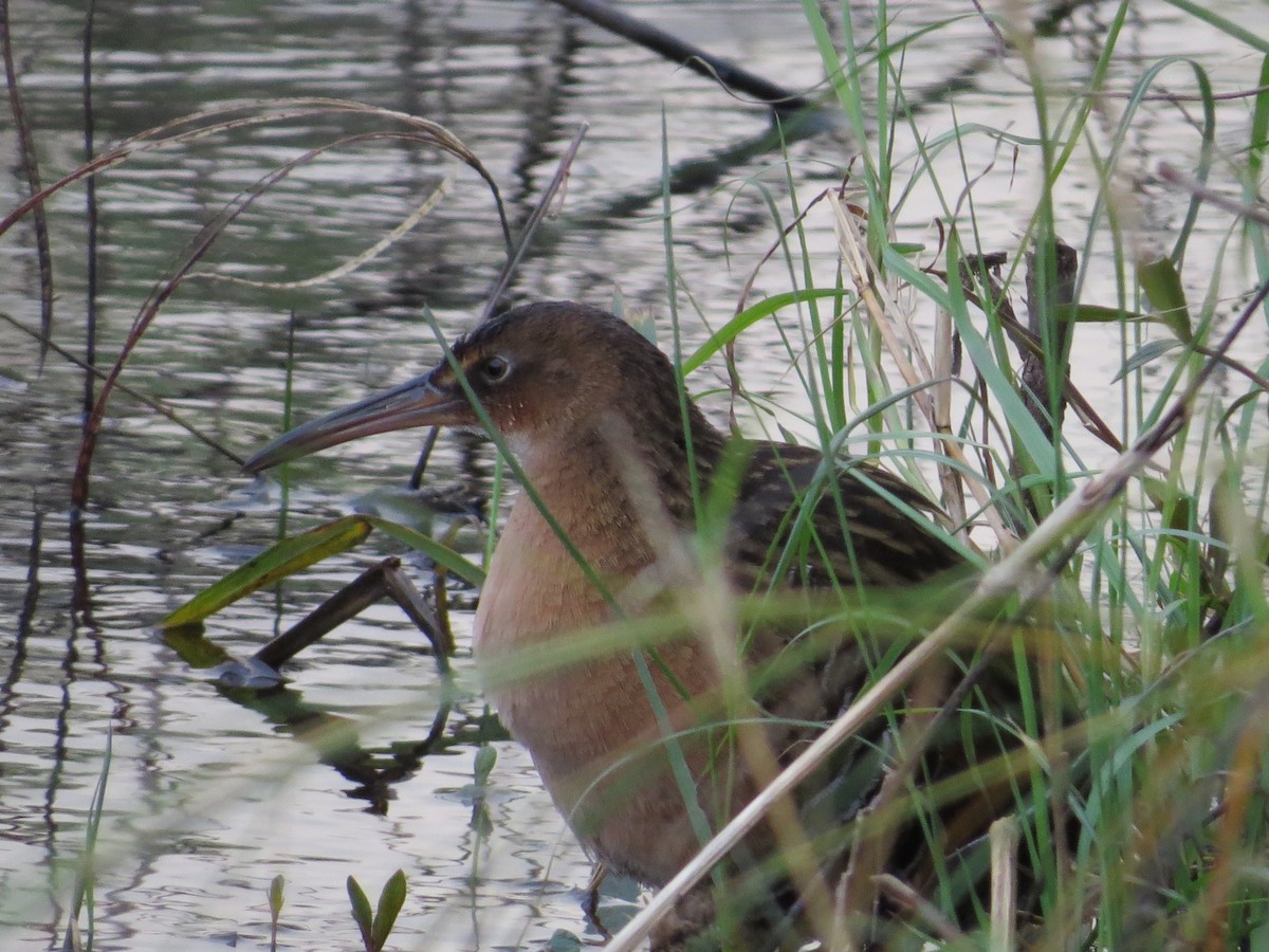 King Rail - ML647001156