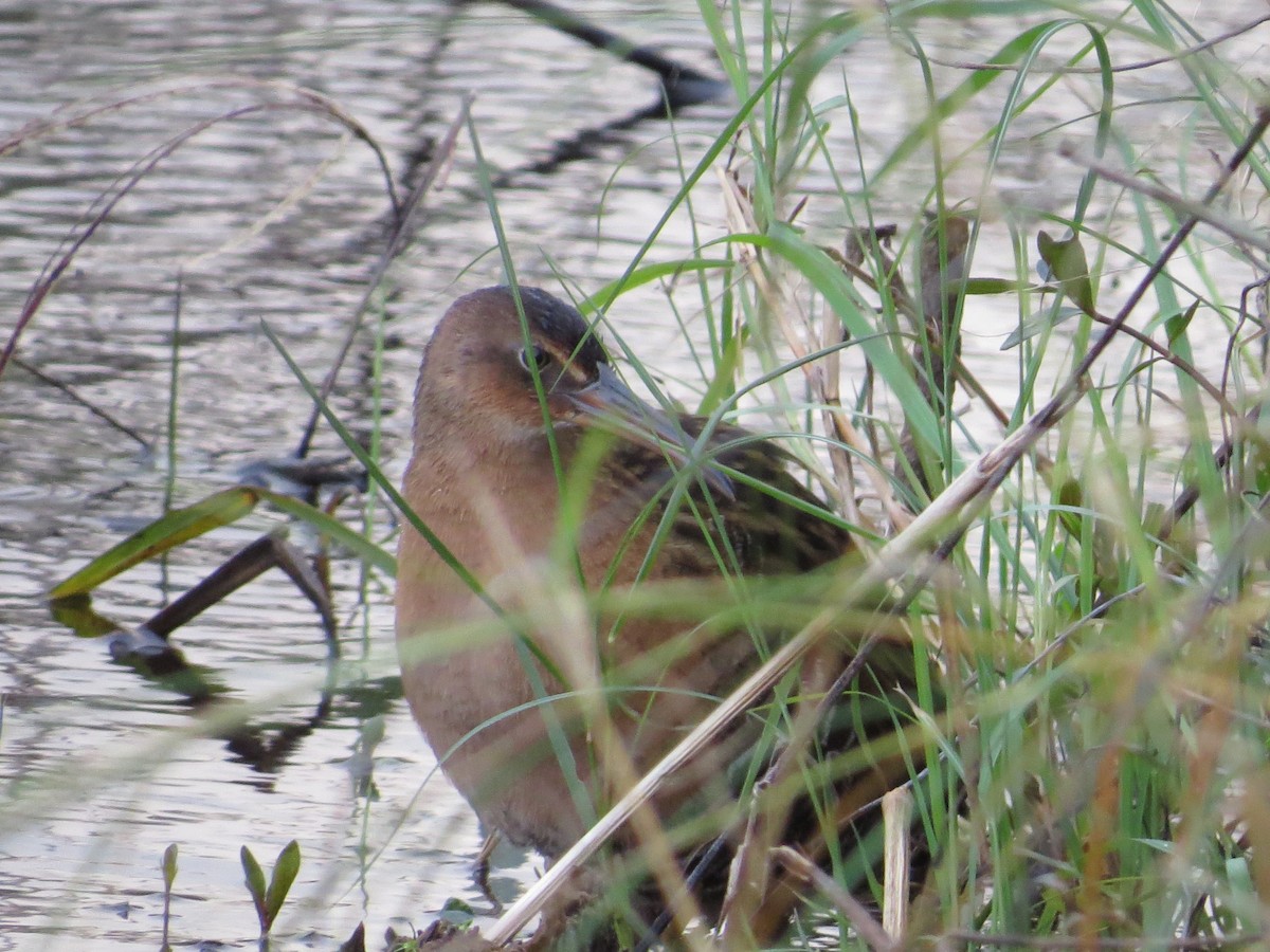 King Rail - ML647001157