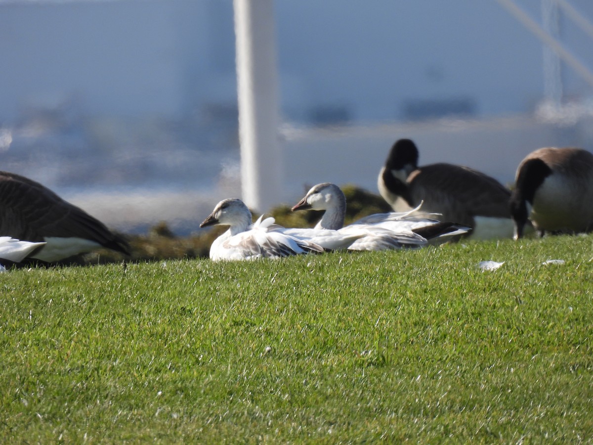 snøgås - ML647001158