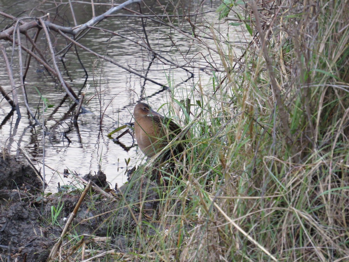 King Rail - ML647001159