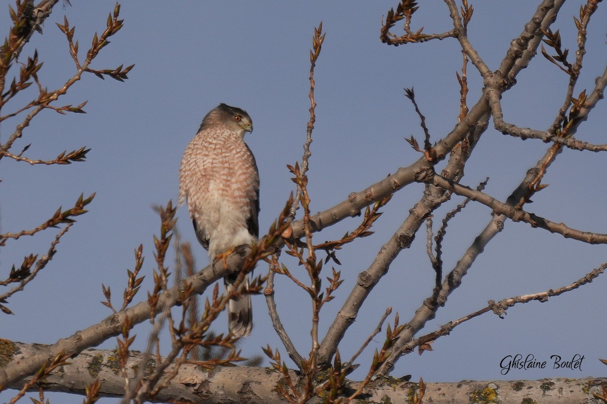 Gavilán de Cooper - ML647001160