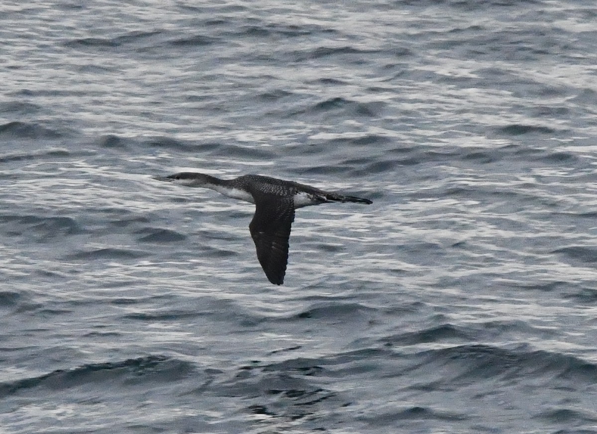 Plongeon catmarin - ML647001165