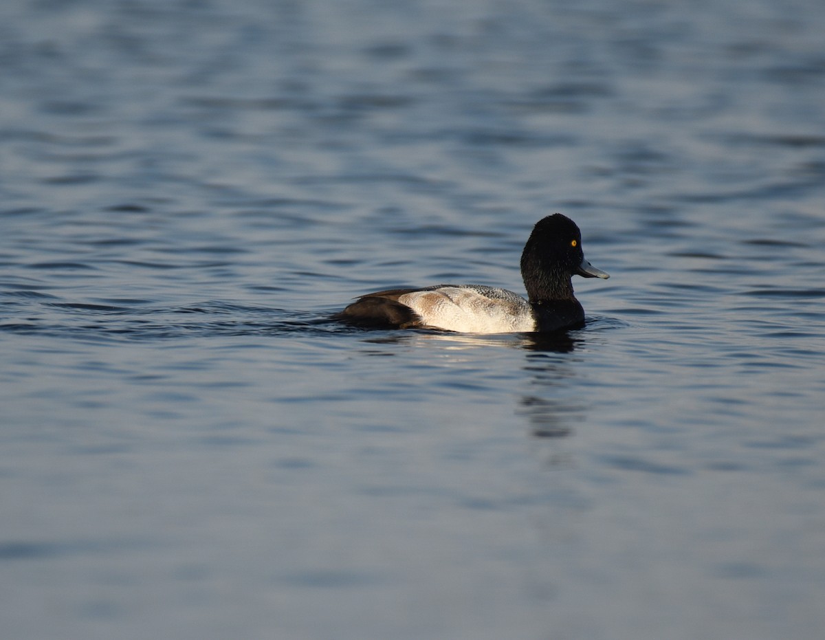 Bergente - ML647001173