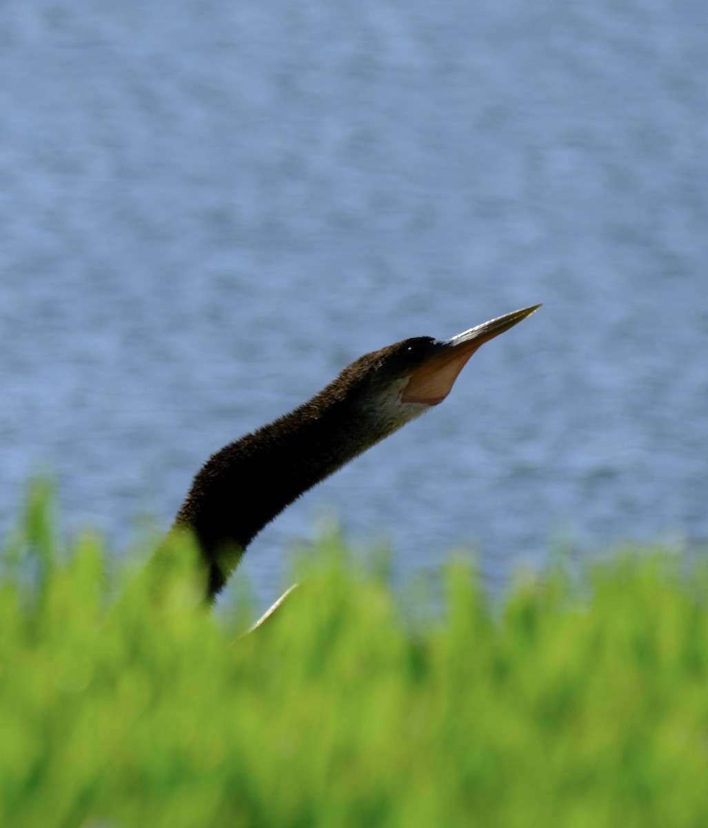 Anhinga - ML647001174