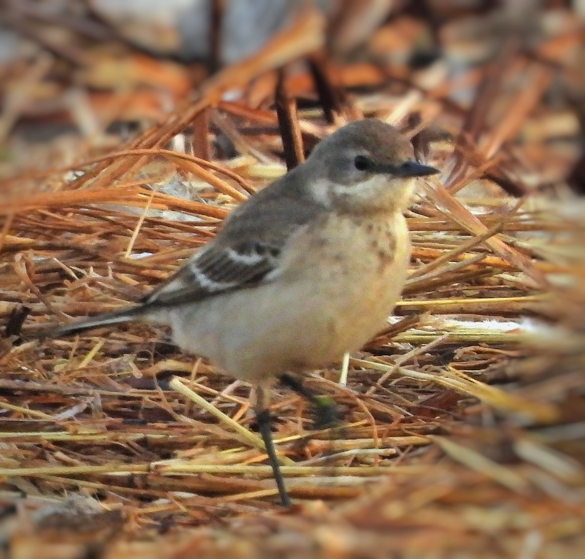 Плиска гірська - ML647001187