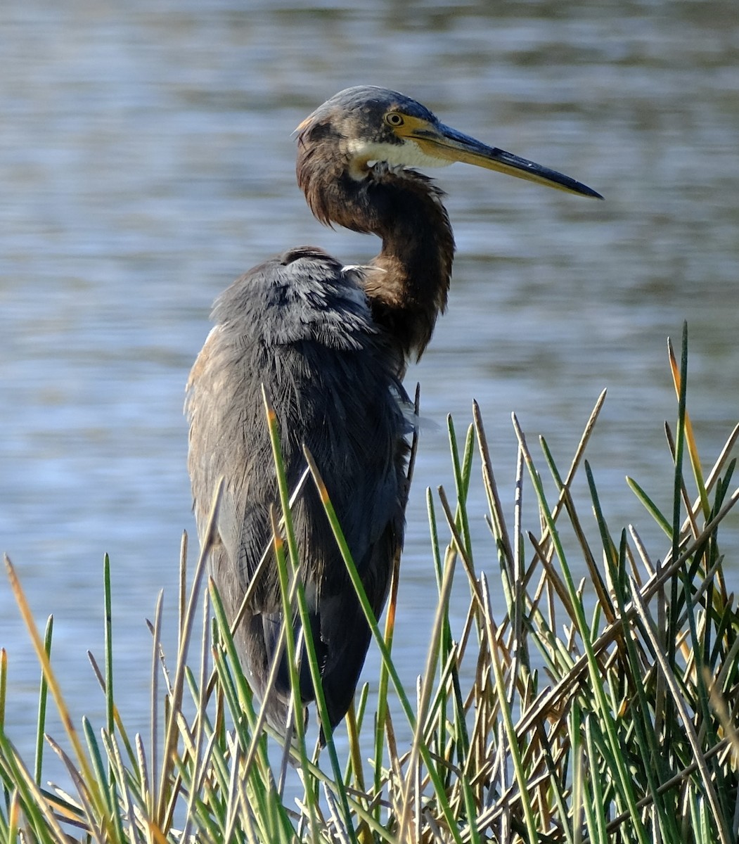 Tricolored Heron - ML647001188