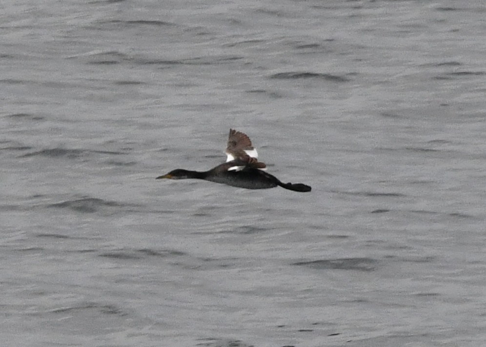 Пірникоза сірощока - ML647001189