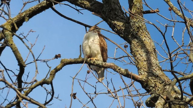 Канюк неоарктичний - ML647001192