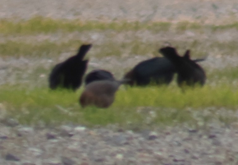 Icteridae sp. - ML647001194