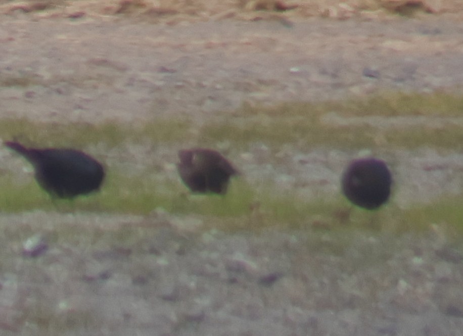 Icteridae sp. - ML647001195