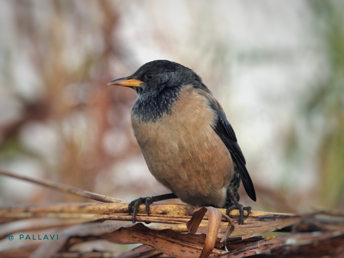 Шпак рожевий - ML647001197