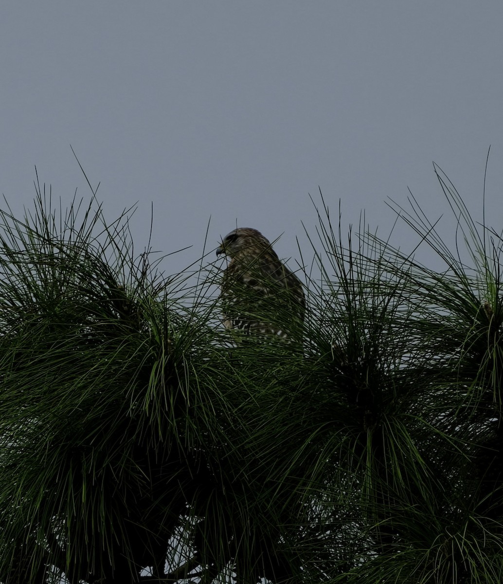 Red-shouldered Hawk - ML647001198