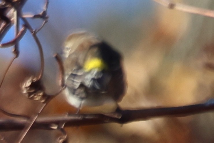 Reinita Coronada - ML647001199