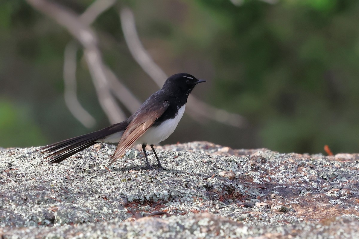 Чёрно-белая веерохвостка - ML647001200