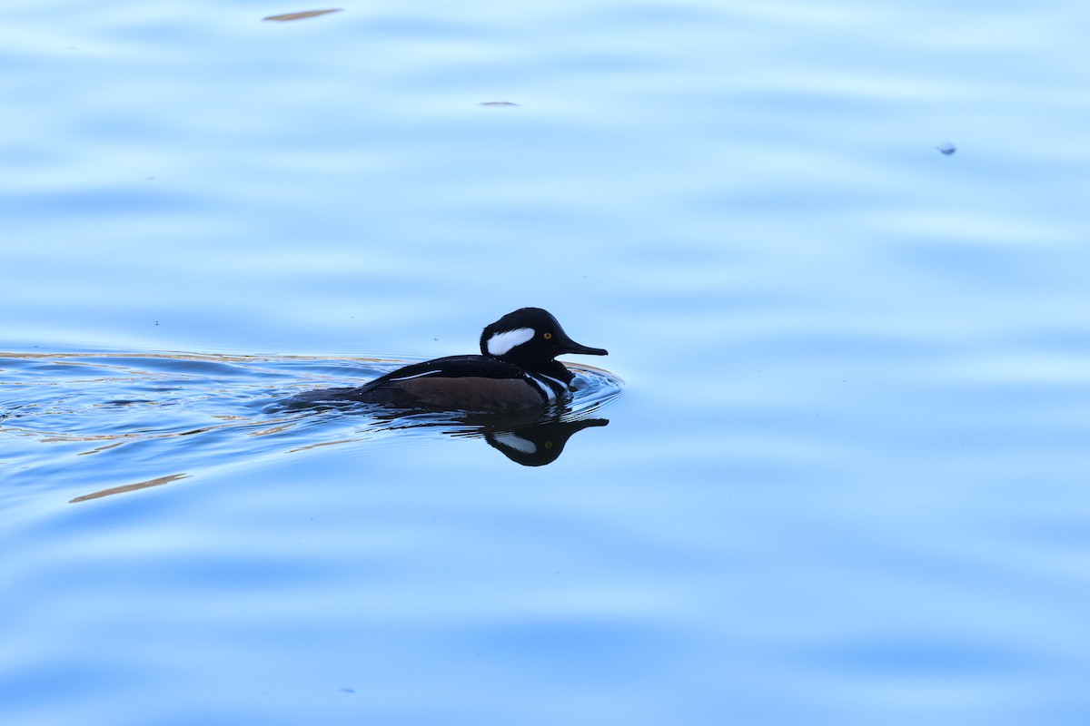 Hooded Merganser - ML647001206