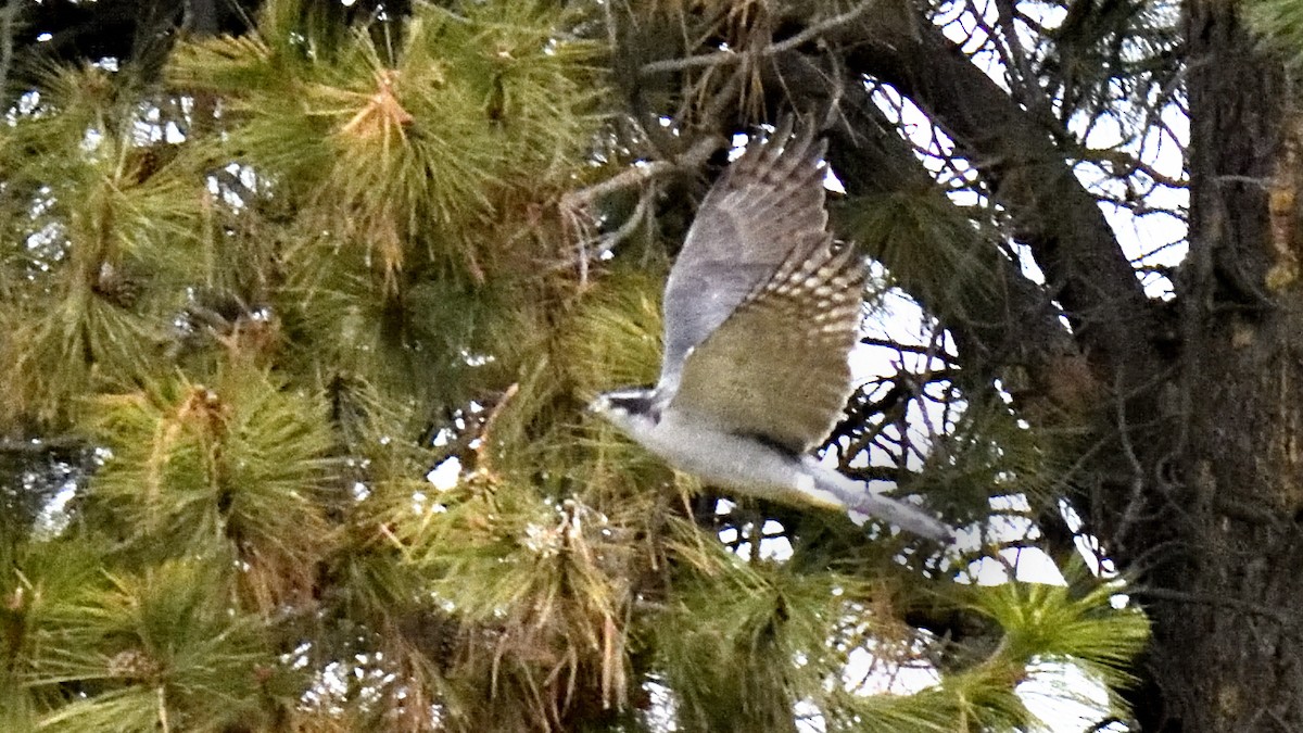American Goshawk - ML647001207