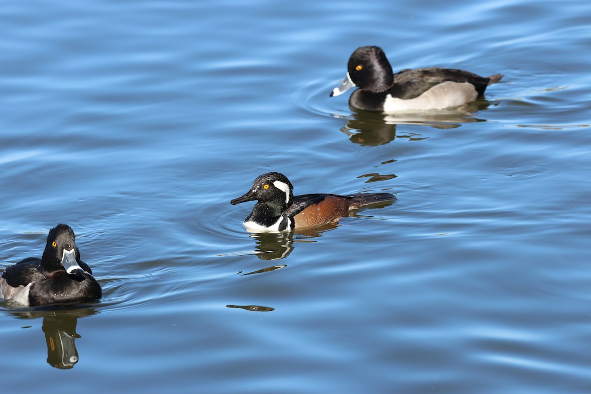 Hooded Merganser - ML647001209