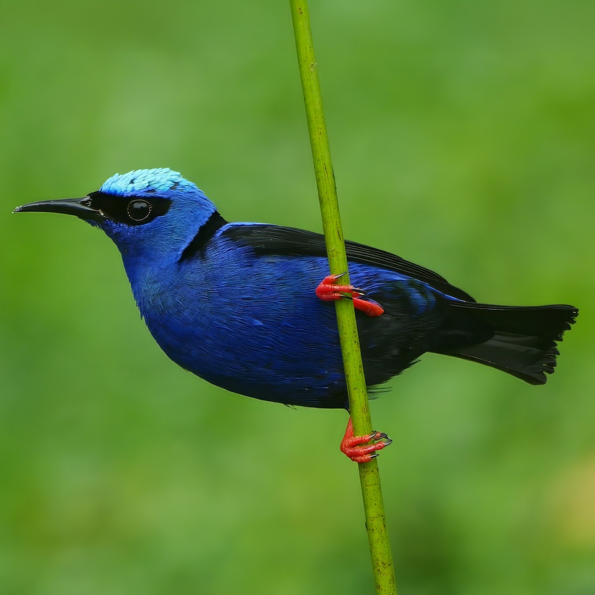 Red-legged Honeycreeper - ML647001211