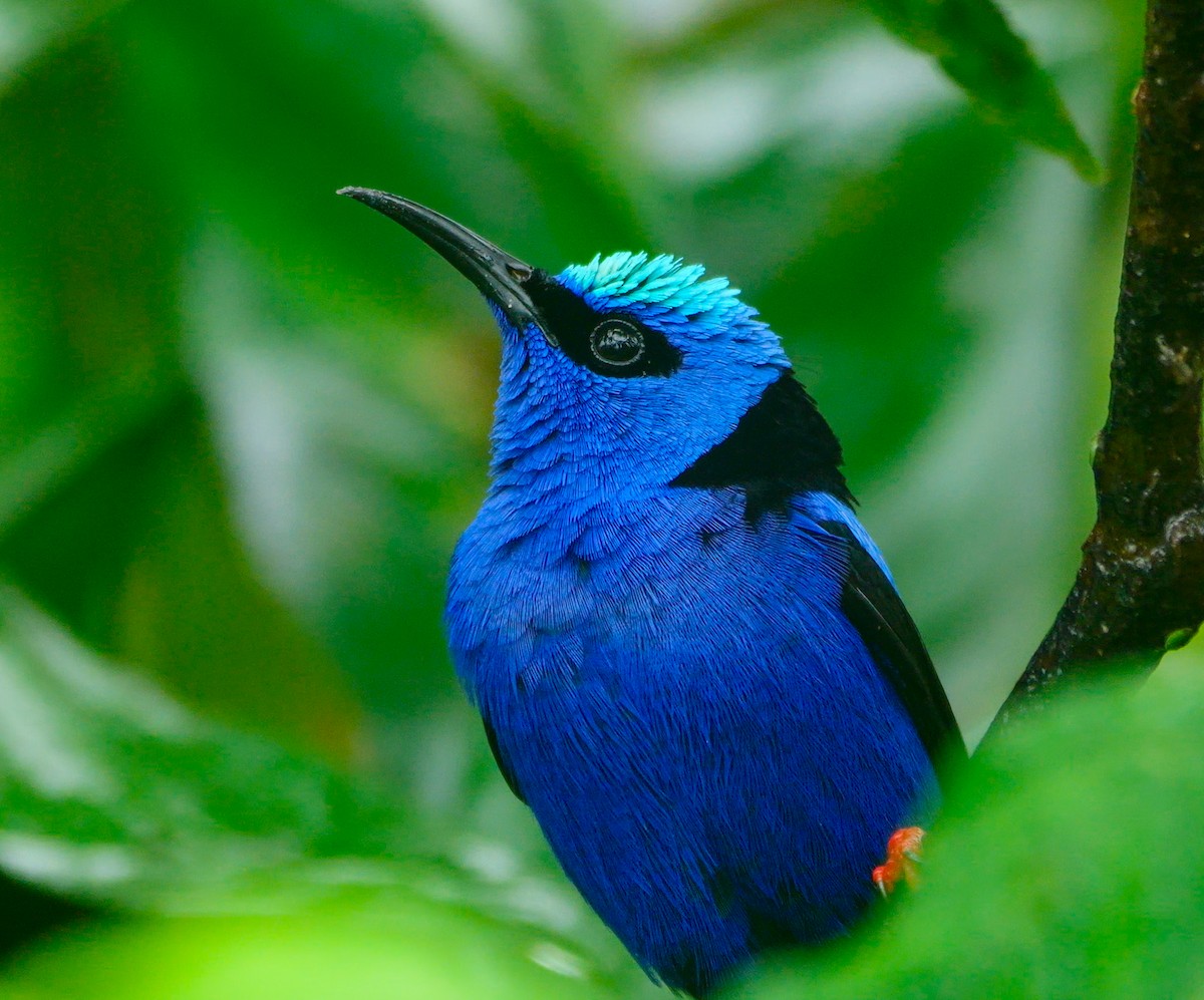 Red-legged Honeycreeper - ML647001212