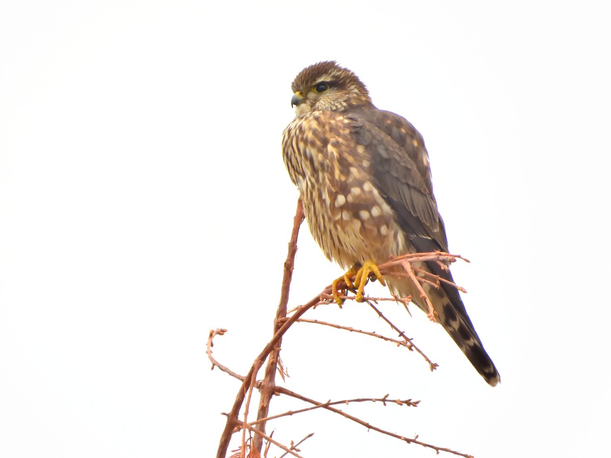 בז גמדי - ML647001213
