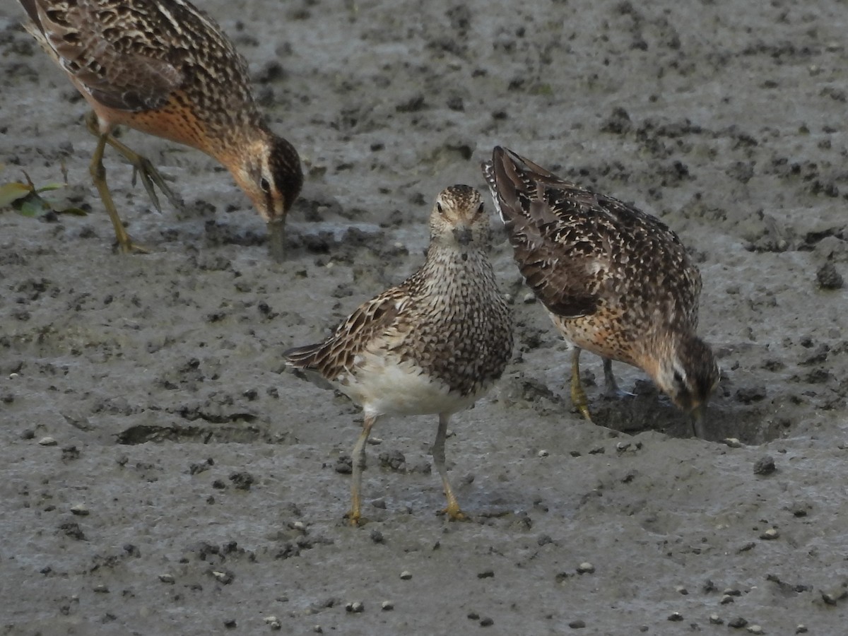 Pectoral Sandpiper - ML647001214