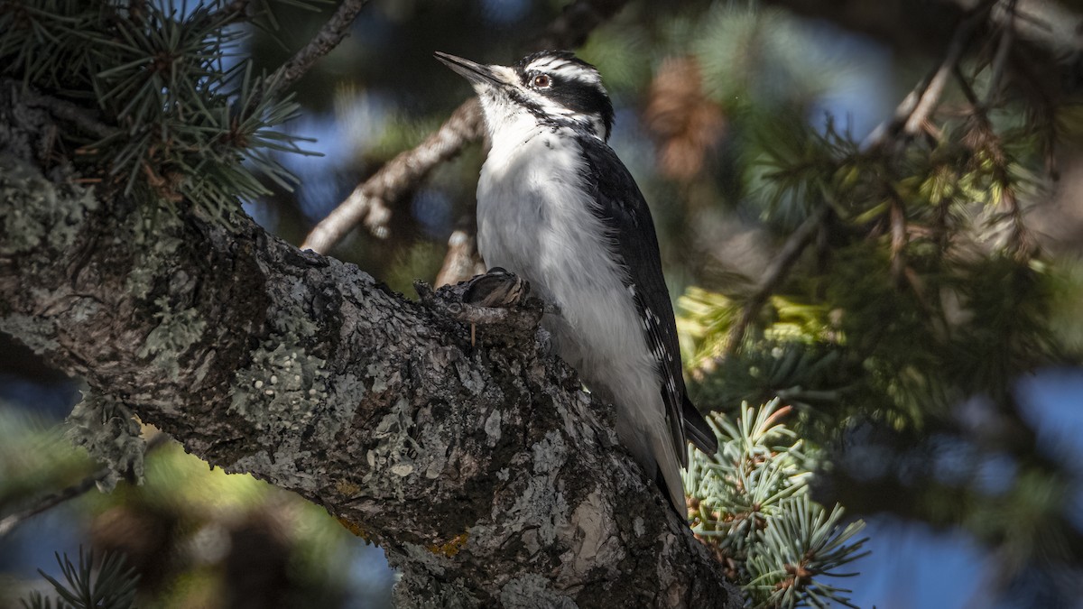 Hairy Woodpecker - ML647001222