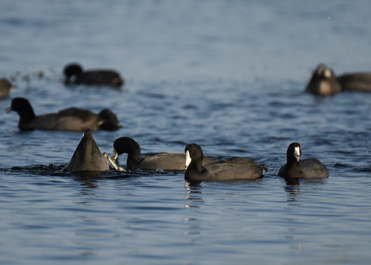 American Coot - ML647001234