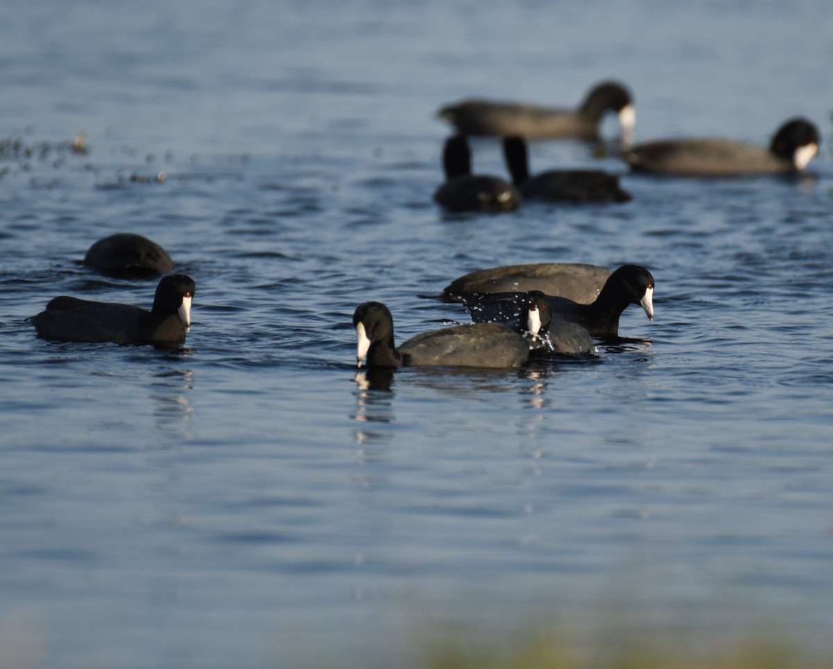 American Coot - ML647001236