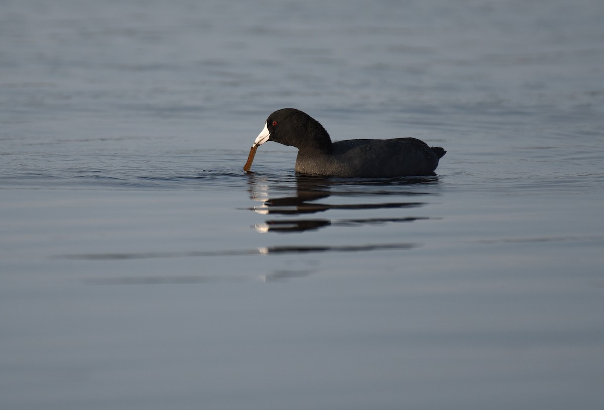 American Coot - ML647001237
