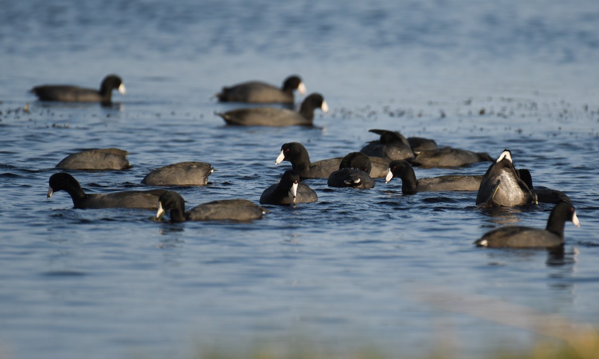 American Coot - ML647001239