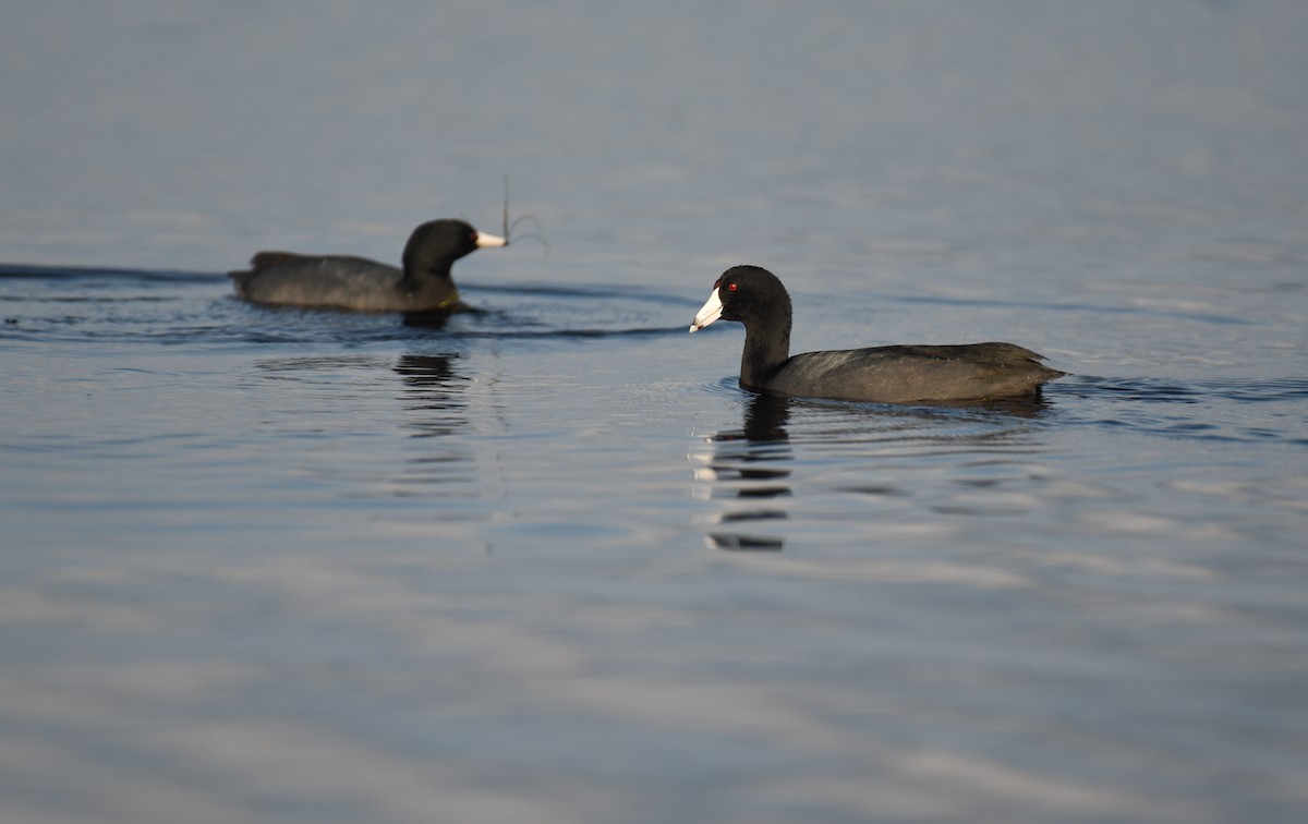 American Coot - ML647001240