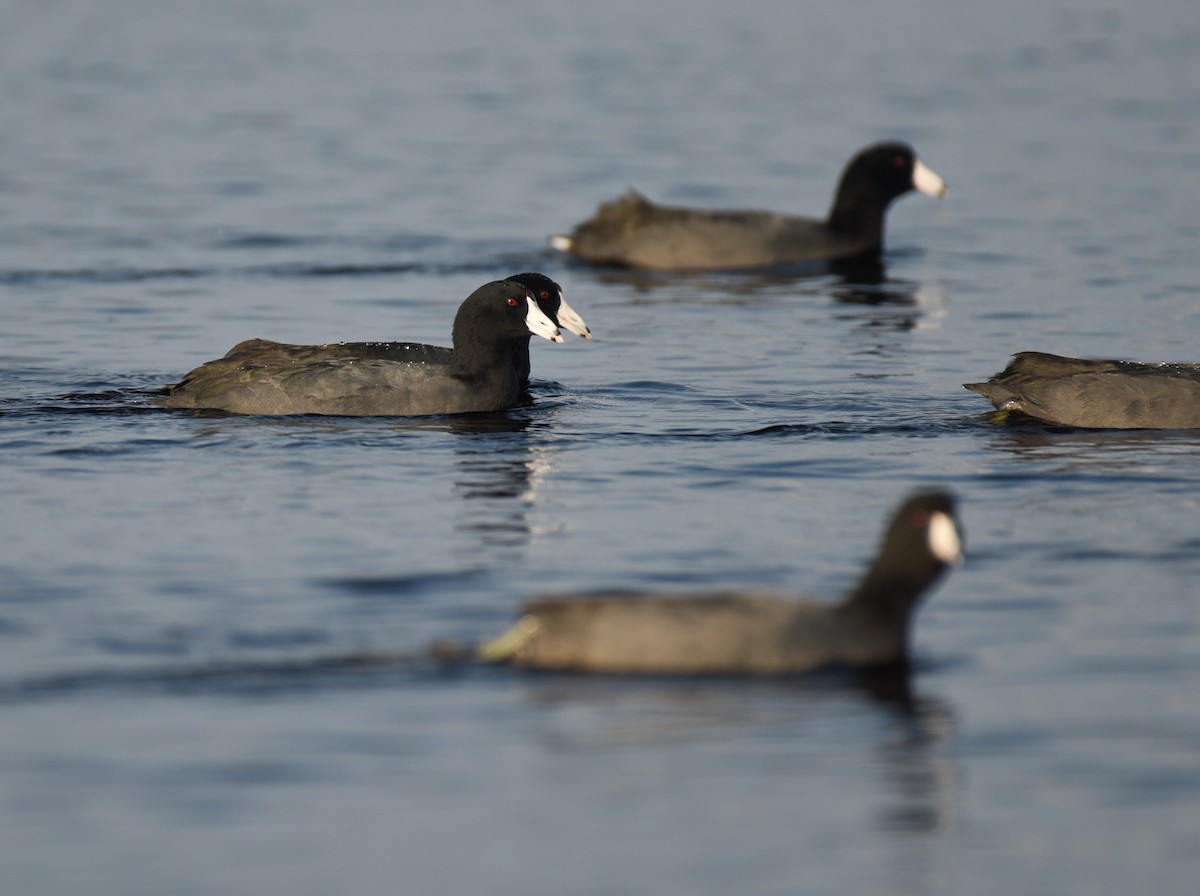 American Coot - ML647001241